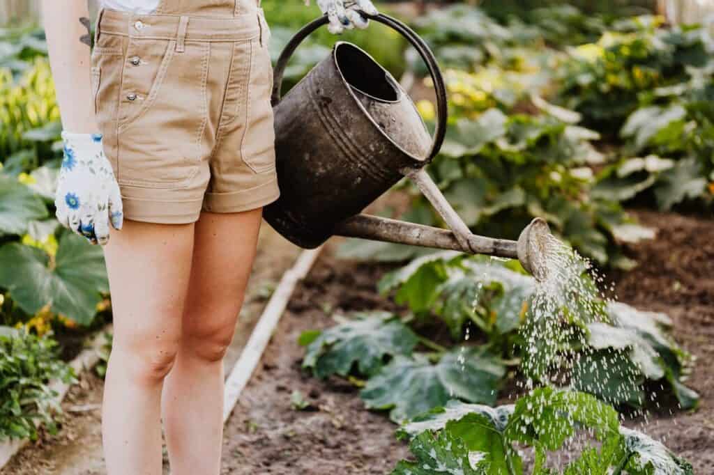 Scegliere le piante giuste è il primo passo per ottenere un giardino sostenibile in casa: ecco i consigli utili per il giardinaggio green.