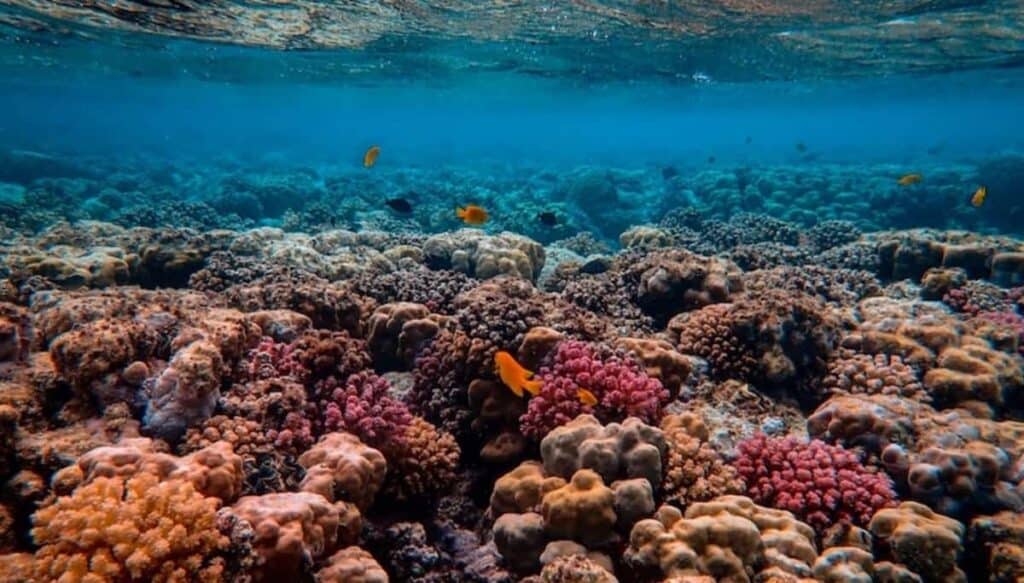 Siamo ancora in tempo per salvare la barriera corallina? La risposta è sì ma serve uno sforzo non indifferente. Ecco perché.