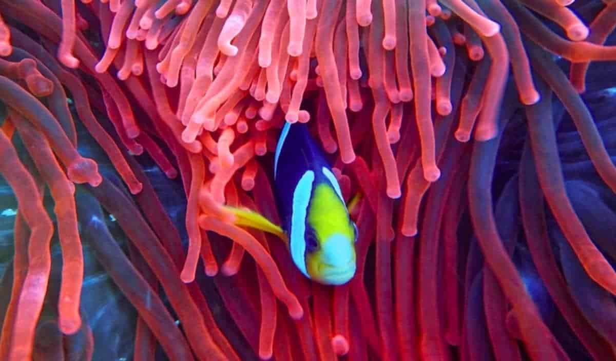 Un pesce spunta da una formazione di coralli