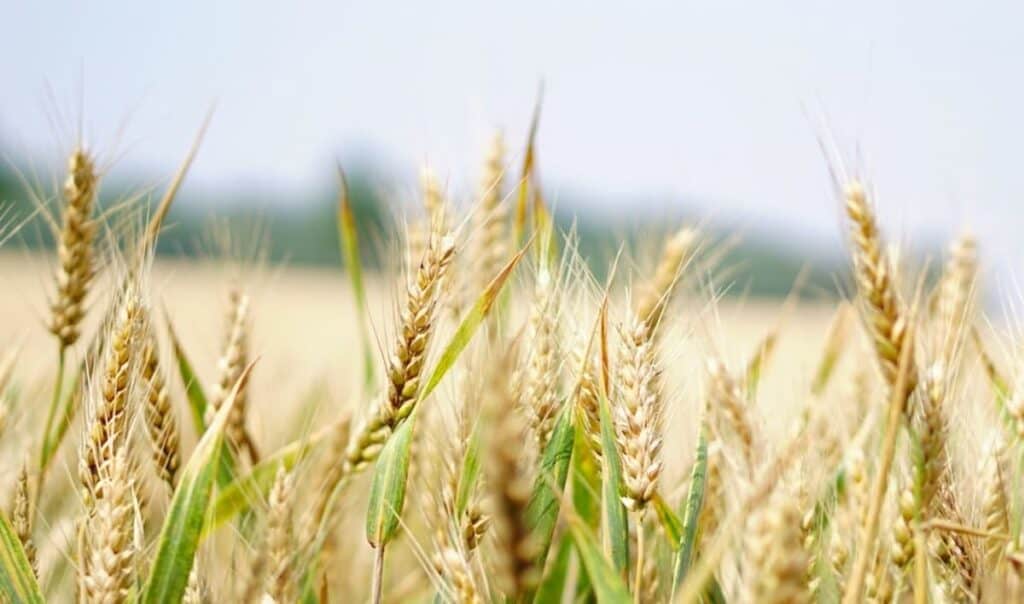 Scopriamo insieme che cos'è esattamente la ruggine del grano, come si forma e come si può prevenire il problema.