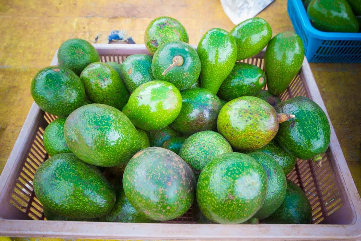 Avocado in Sicilia: una cassetta colma di avocado