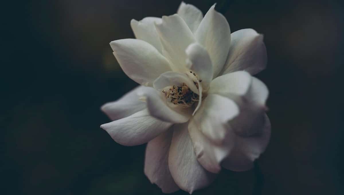 I petali bianchi di un fiore