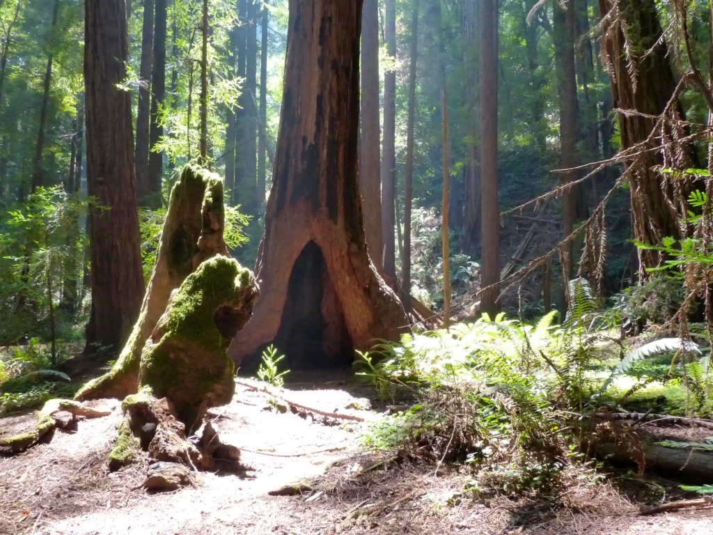 una delle foreste californiane in cui si trova Hyperion