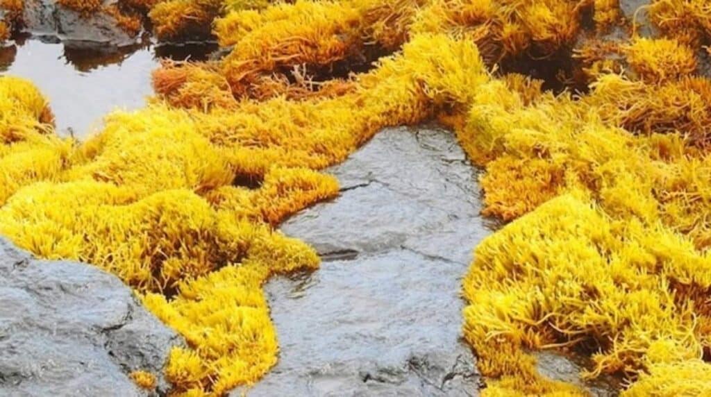 La posidonia è un tipo di alga che svolge numerose preziose funzioni all'interno dei nostri oceani: scopriamone insieme le curiosità.