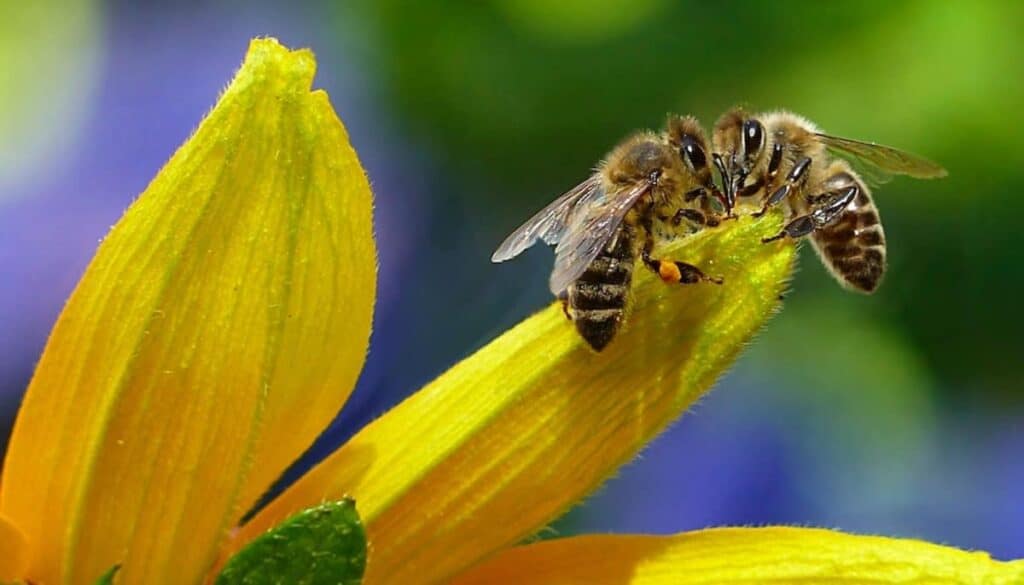 Scopriamo insieme tutte le azioni sostenibili che possiamo portare a termine per salvaguardare il benessere delle nostre api.