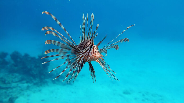 pesce leone nel Mediterraneo