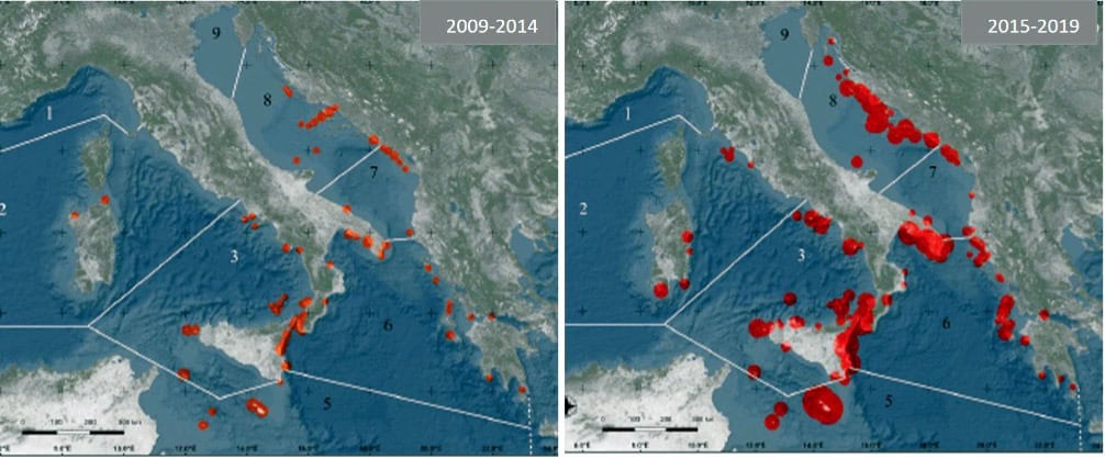 Ecology, distribution and expansion of a Mediterranean native invader, the fireworm Hermodice carunculate” Righi et al., Mediterranean Marine Science 2020