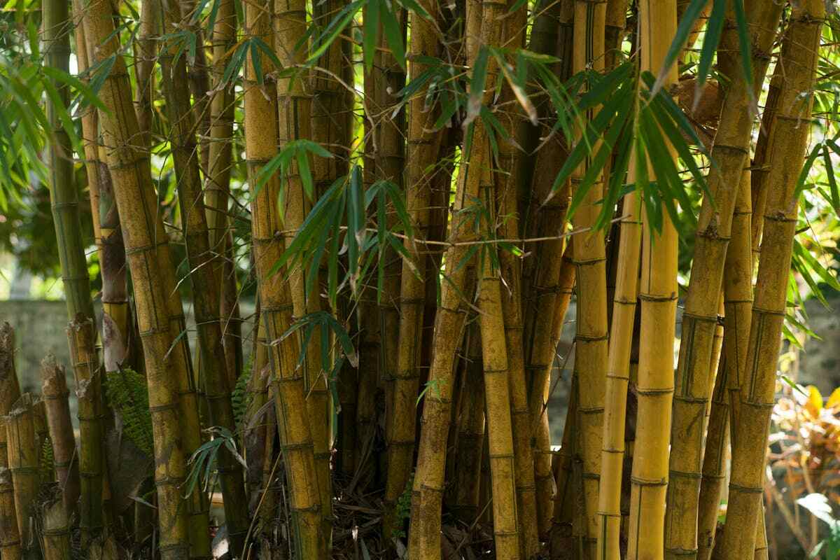 Canne di bambù: canne in una foresta