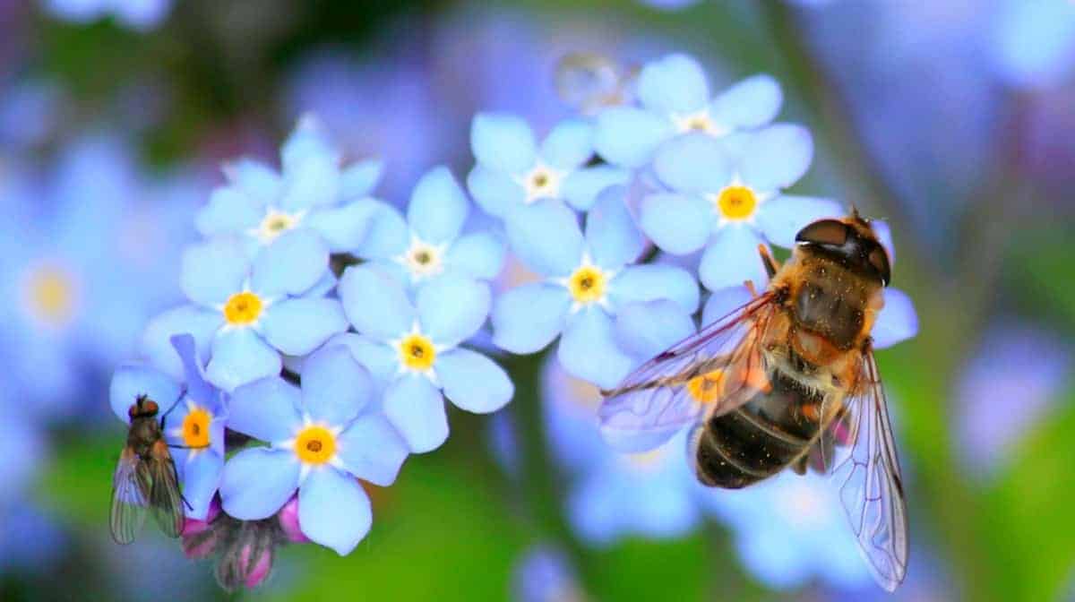 Un'ape che si posa su un fiore