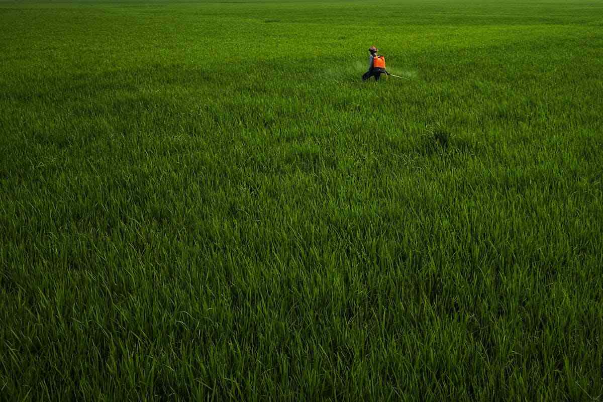 Cos'è il glifosato? Un agricoltore sparge fertilizzante sul suo campo