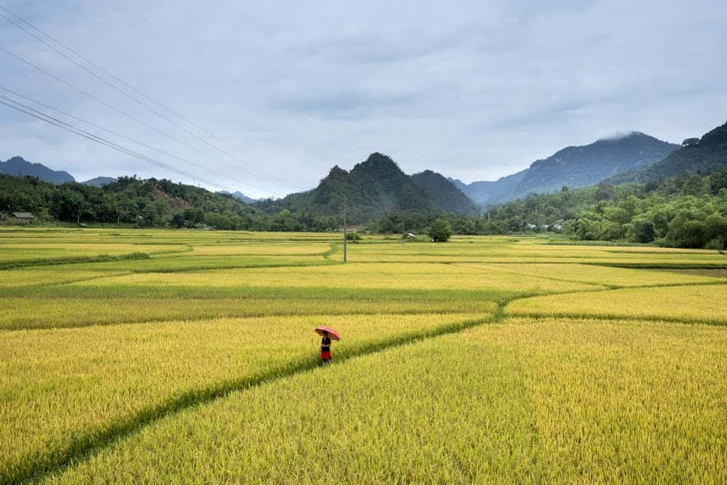 Che cos'è il glifosato? Un uomo cammina su un grande campo verde