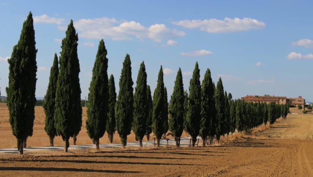 Il premio Spighe Verdi 2024 è stato assegnato ai comuni italiani più meritevoli dal punto di vista della sostenibilità: ecco chi sono stati i vincitori.