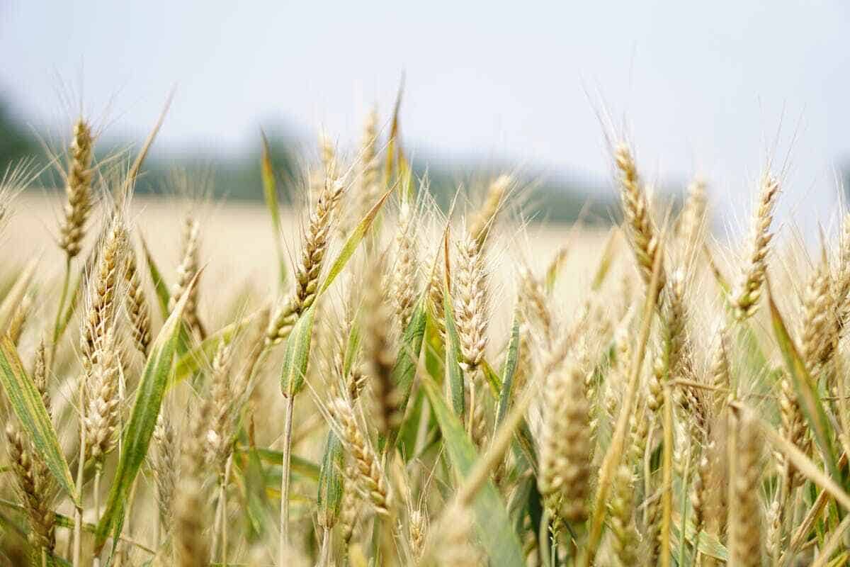 Colture antiche: un campo di grano