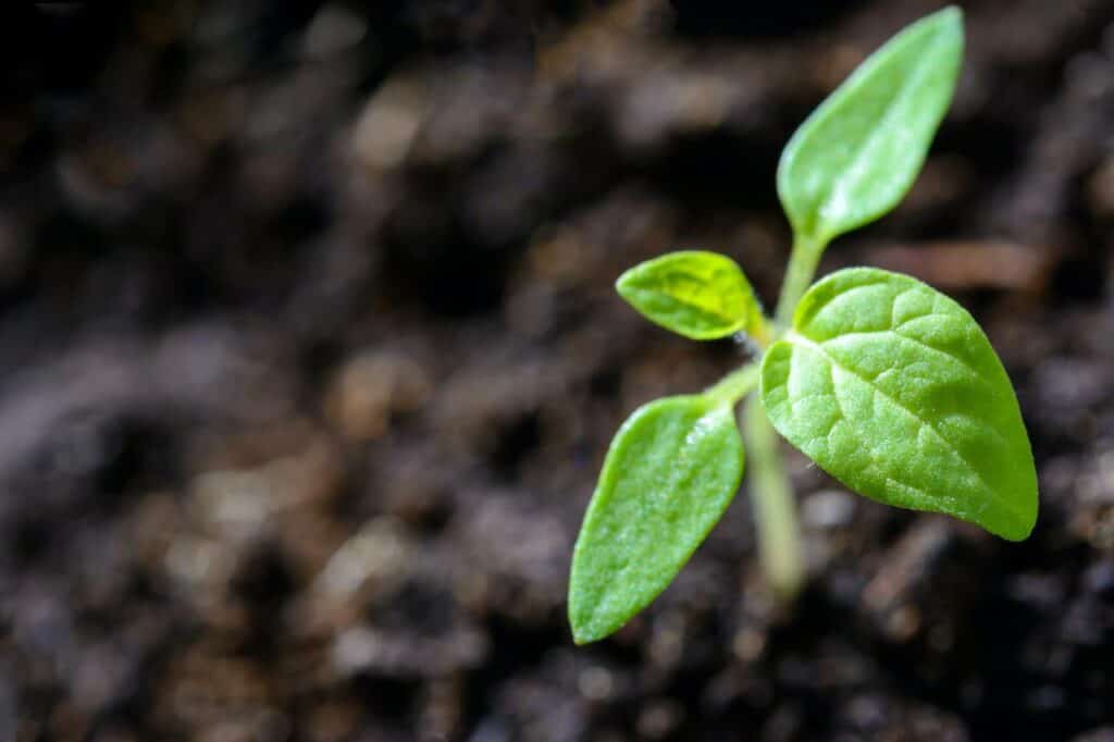 Alcuni comportamenti quotidiani possono aiutarci a vivere in maniera sostenibile e rispettosa dell'ambiente: ecco quali.