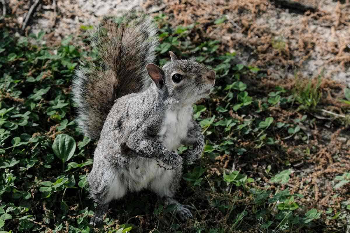 Specie invasive: uno scoiattolo grigio