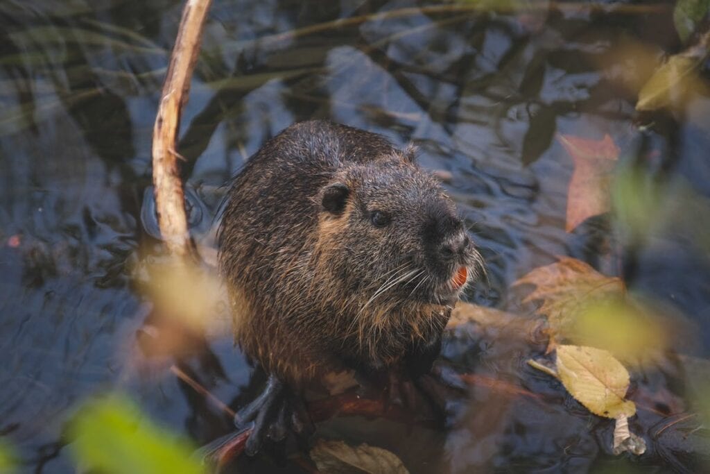 Specie invasive: una nutria