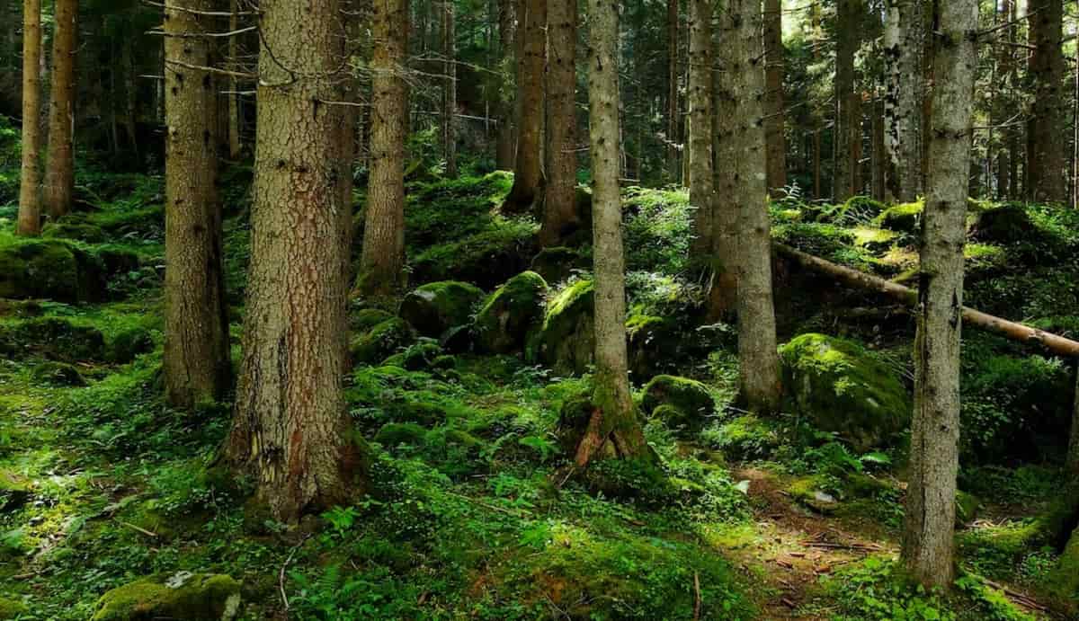 Alberi nel bosco