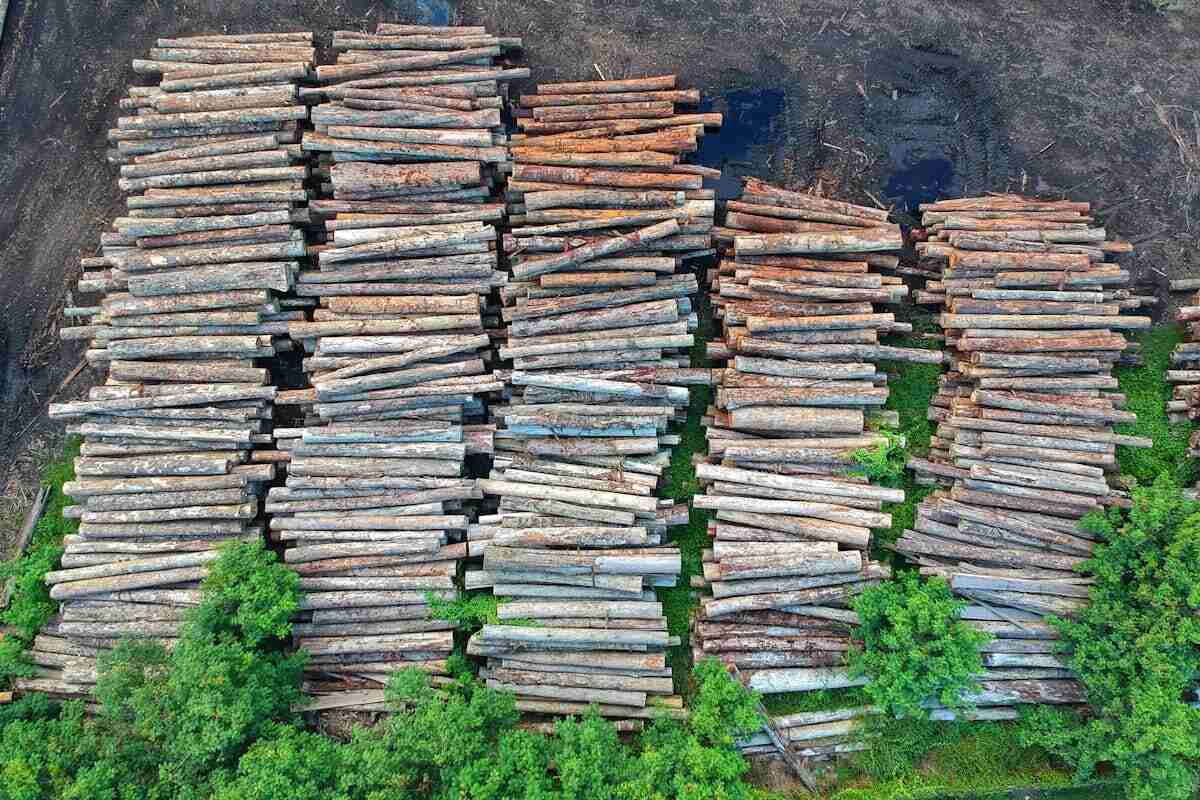 Deforestazione importata: alberi tagliati