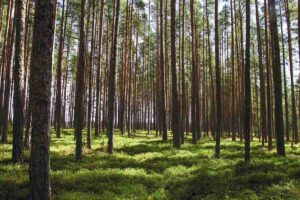 Deforestazione importata: una foresta