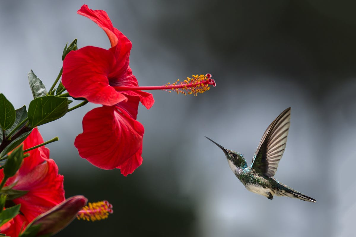 Nature Restoration Law: un uccello si avvicina a un fiore