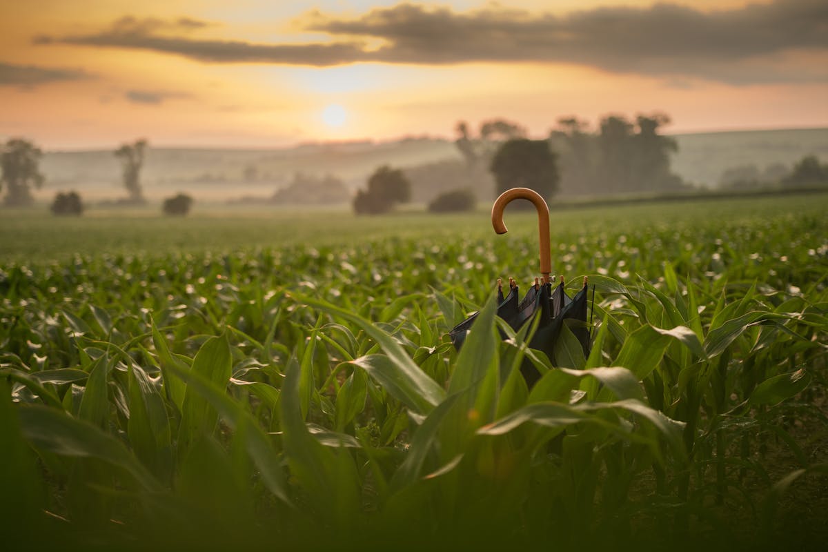 Vecchi ombrelli: un ombrello al centro di un campo verde