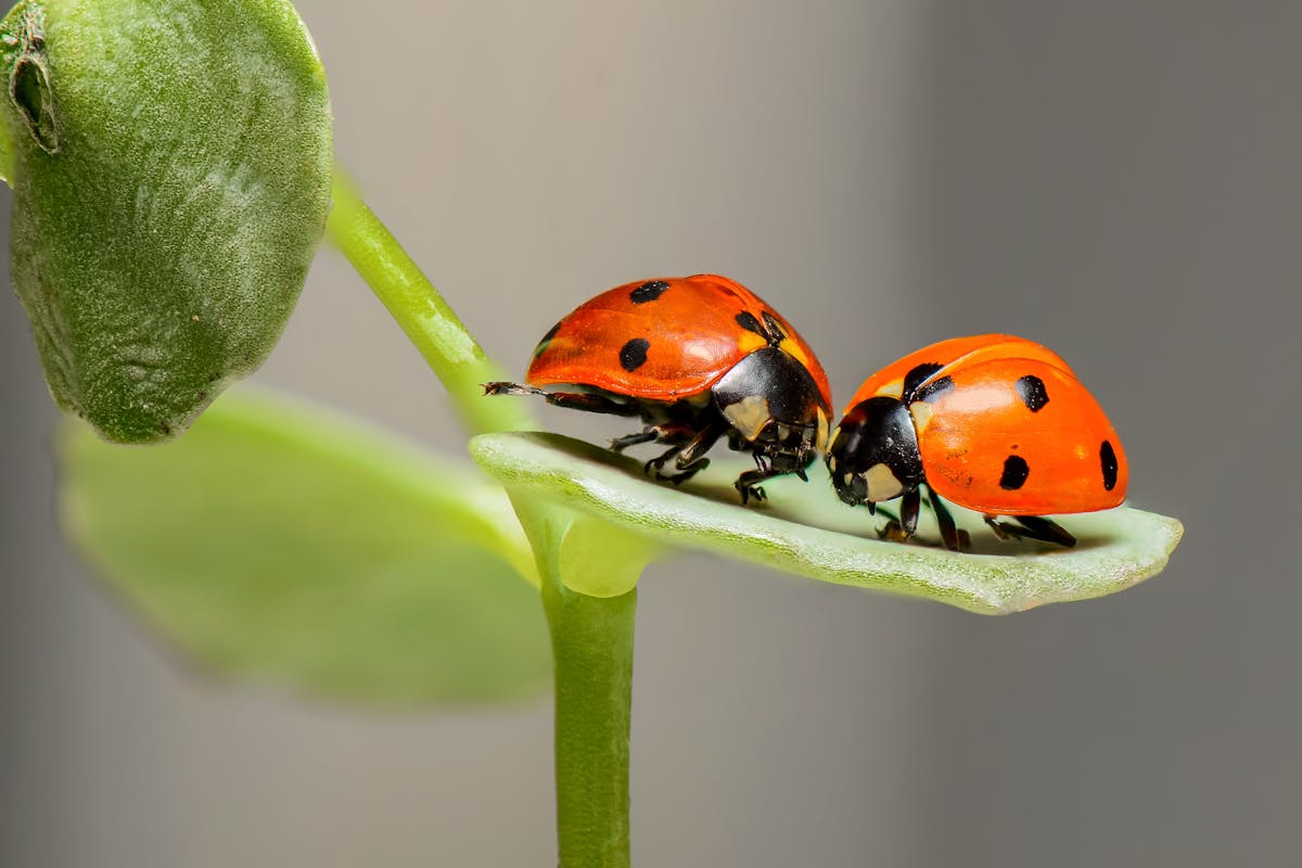 Coccinelle in agricoltura: due coccinelle su una foglia