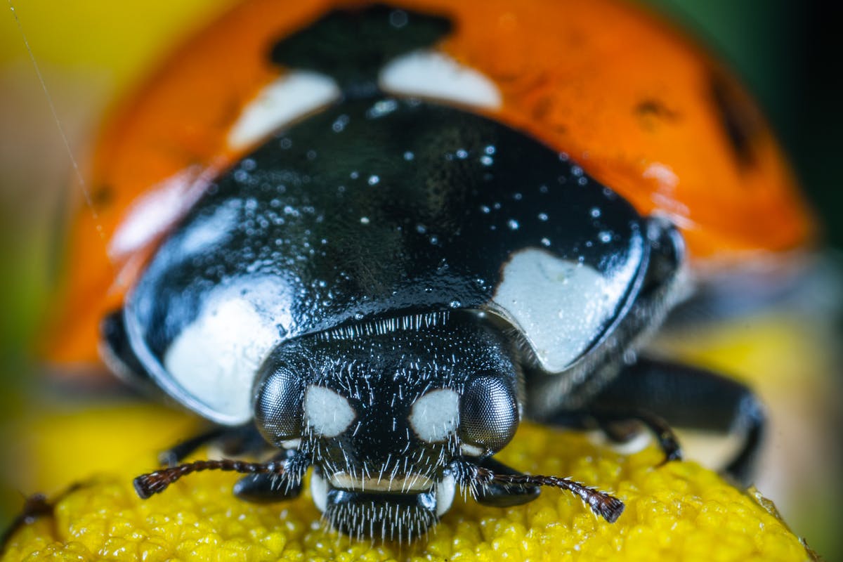 Coccinelle in agricoltura: close-up di una coccinella