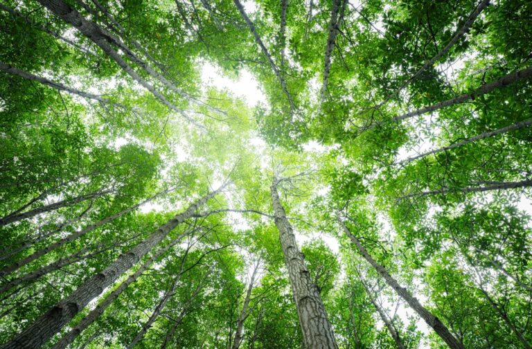 La bioeconomia delle foreste italiane