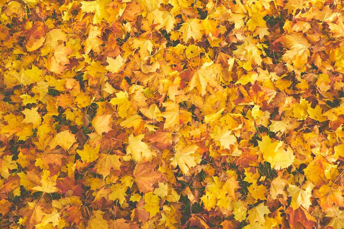 Lavoretti con le foglie d'autunno: foglie gialle a terra