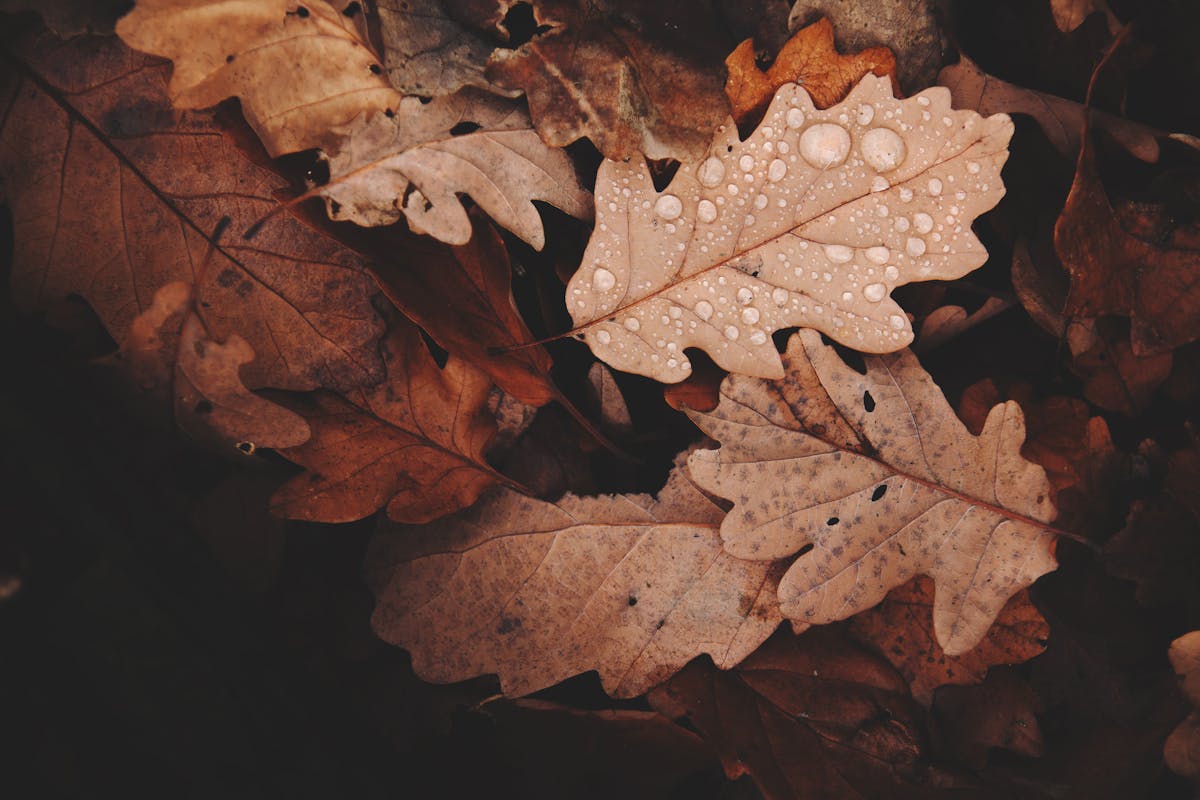 Lavoretti con le foglie d'autunno: foglie marroni a terra, bagnate