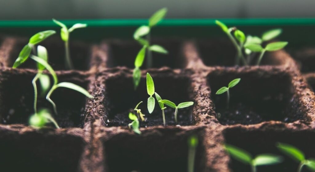 Scopriamo insieme tutte le curiosità riguardanti le seed bombs, una soluzione alternativa per fare quello che alcuni chiamano guerrilla gardening.