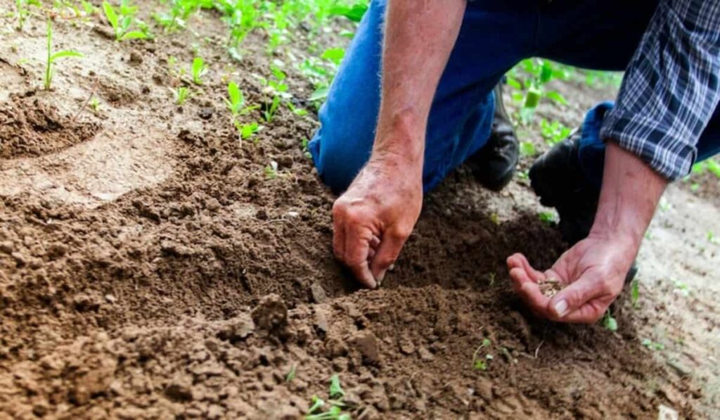 Ecco tutto quello che c'è da sapere riguardo alle seed bombs, una soluzione alternativa per piantare fiori e piante anche in aree di norma "grigie".