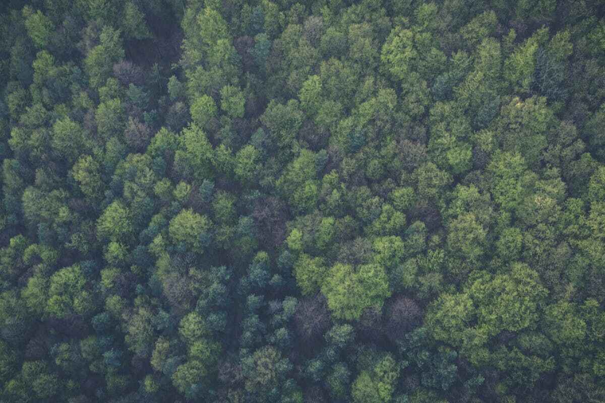 Tribù dell'Amazzonia: gli alberi della foresta visti dall'alto