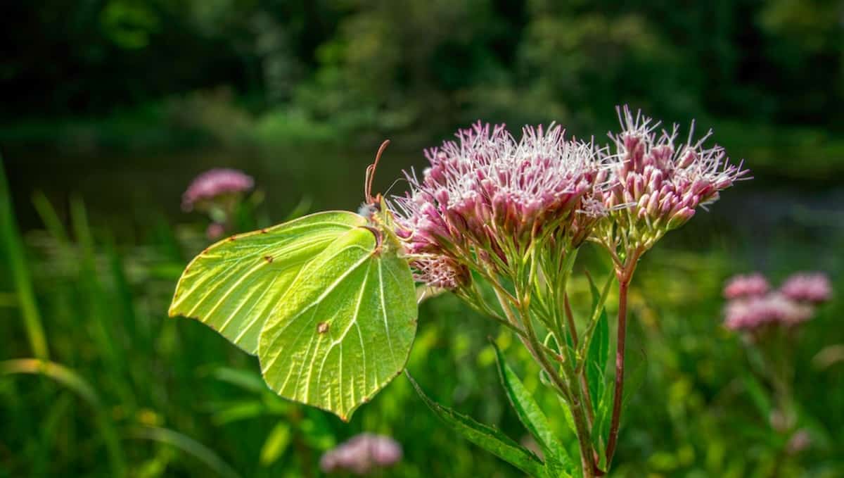 Una farfalla su un fiore