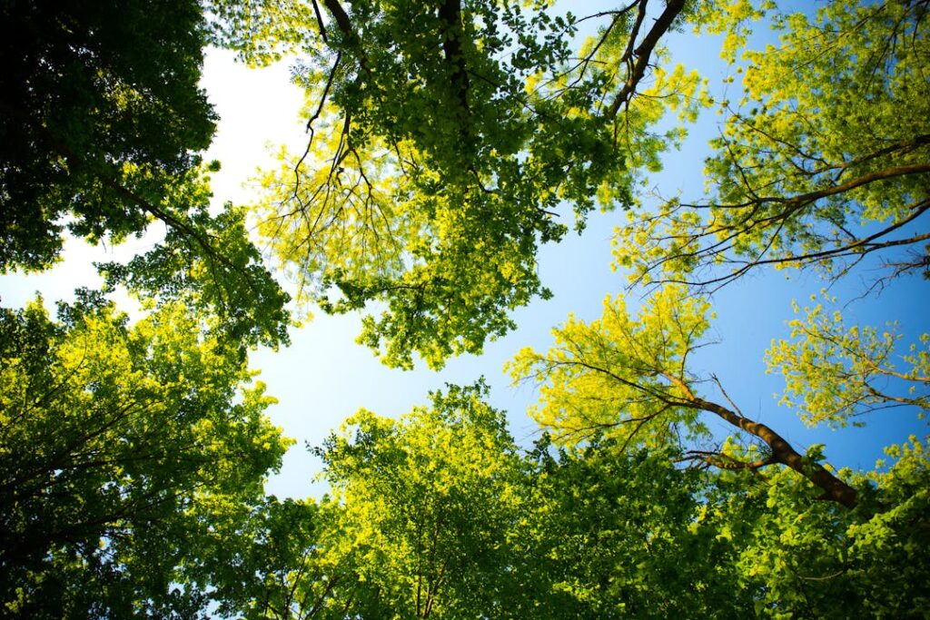 Carbon offset: alberi in una foresta