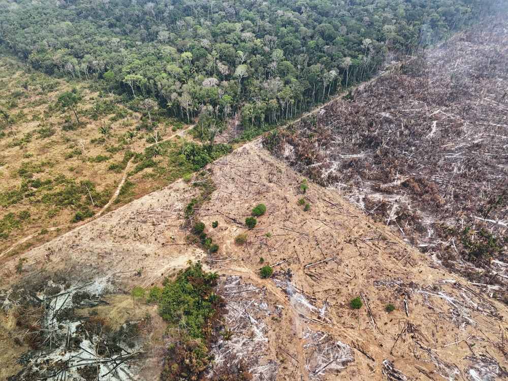 legge sulla deforestazione