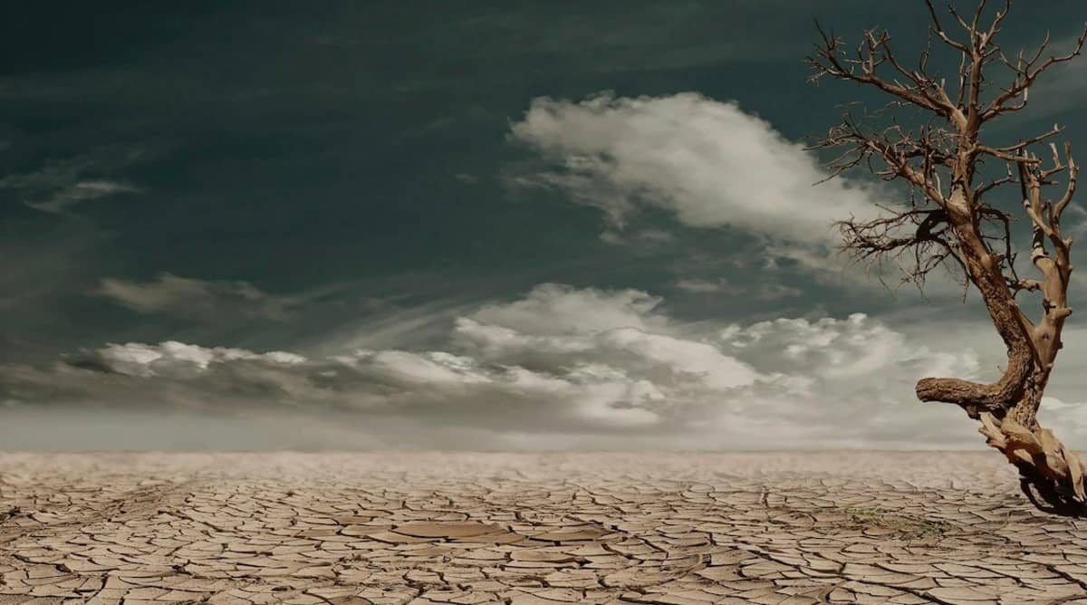 Un albero spoglio in una zona desertica