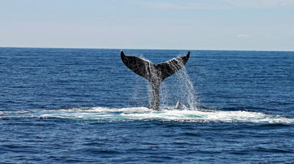 La storia di Paul Watson, ambientalista fondatore dell'organizzazione Sea Sheperd è davvero molto interessante: ecco tutto quello che c'è da sapere.