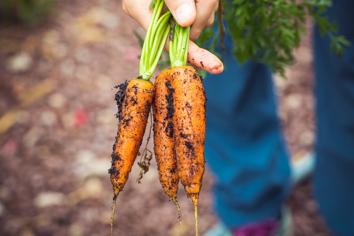 Cosa piantare nell'orto a gennaio: un agricoltore stringe in mano tre carote