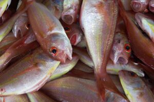 Zone FAO di pesca: un banco di pesce appena pescato