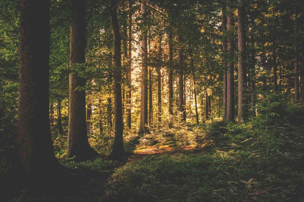 La deforestazione minaccia le foreste